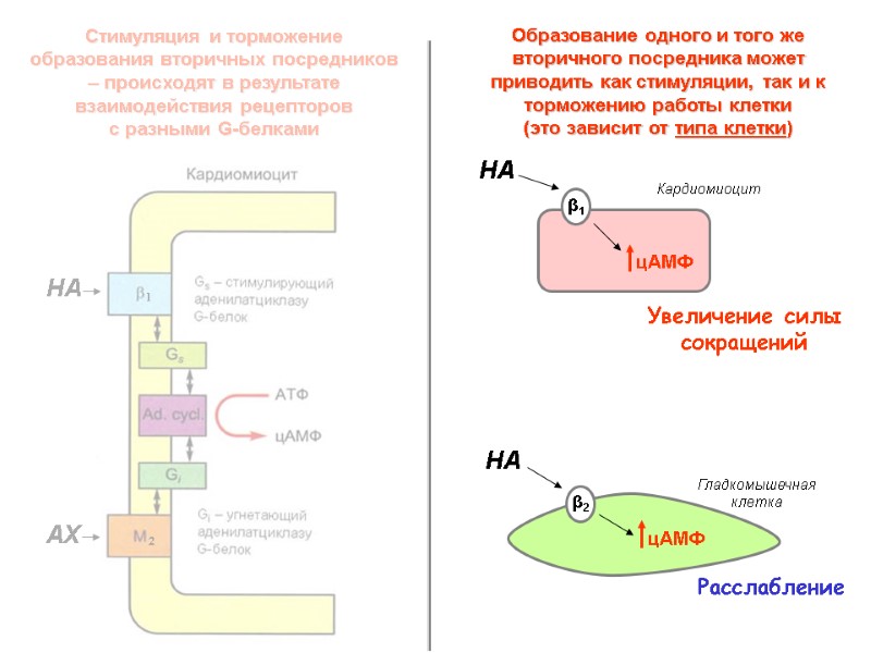 Стимуляция и торможение образования вторичных посредников – происходят в результате взаимодействия рецепторов  с